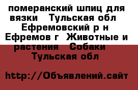 померанский шпиц для вязки - Тульская обл., Ефремовский р-н, Ефремов г. Животные и растения » Собаки   . Тульская обл.